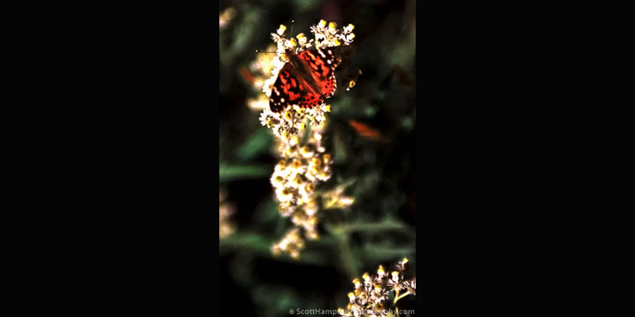 Mt. Rainer NP, Another Butterfly, 2005