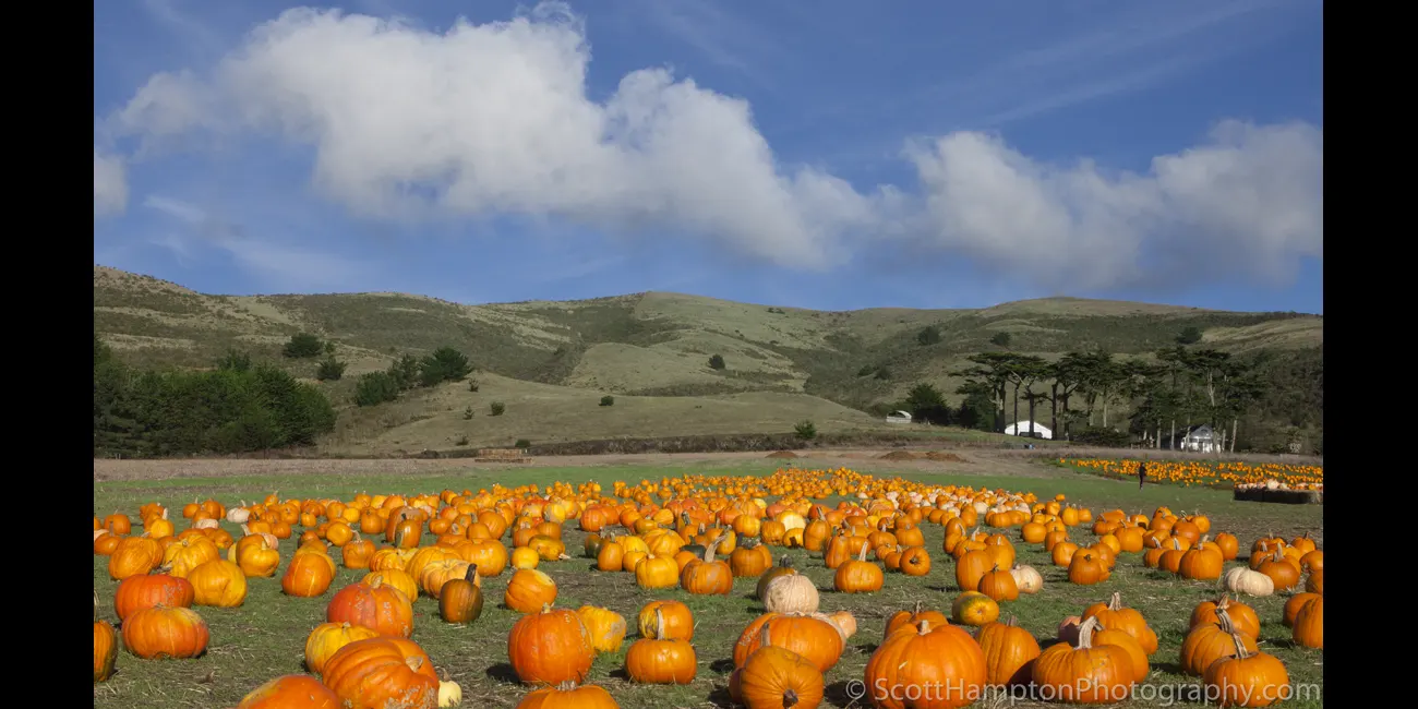 Pumpkin Patch I