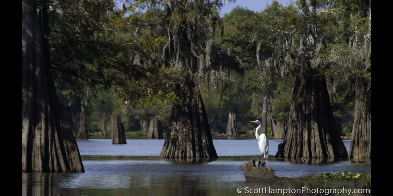 Throne of the Egret