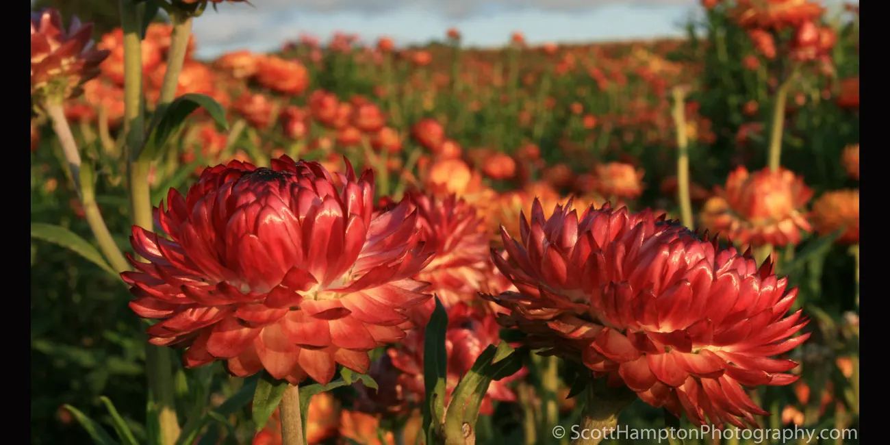 Lemon Hill Flower Farm