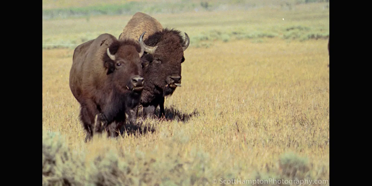 Bison in a Golden Field