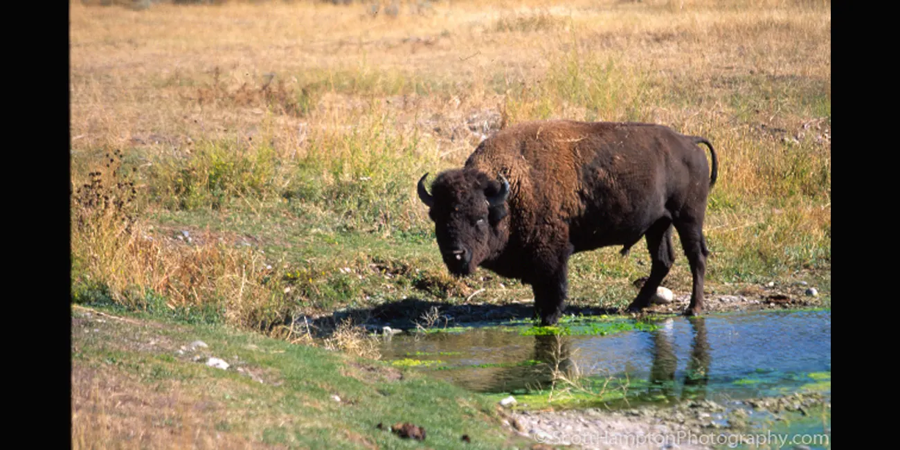Thirsty Bison
